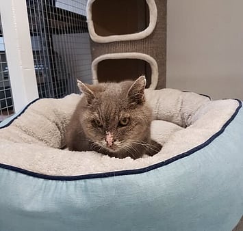 Memorial of cat enjoying cattery environment"