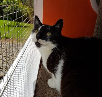 Remembering cat's contentment in shelter care