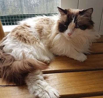 Remembering cat who experienced care at facility