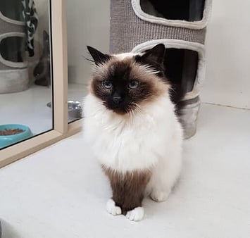 Feline who visited Keepin Katz cattery