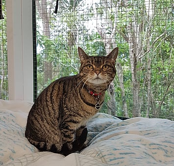 Cat memorial from Keepin Katz facility