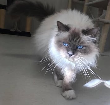 Remembered cat at Keepin Katz