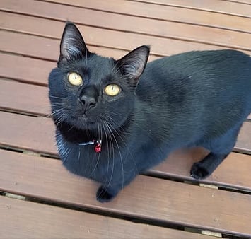 Memorial cat from cattery visit