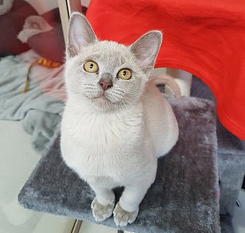 Feline guest at Keepin Katz