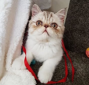 Cat during stay at Keepin Katz