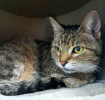 Memorial of Keepin Katz visitor