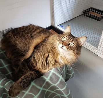 Cat who came to Keepin Katz