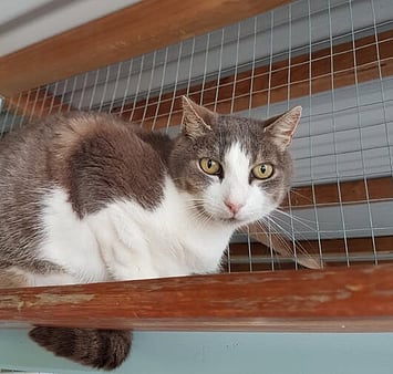 Remembered feline from cattery