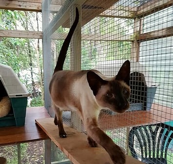 Feline visitor to cattery facility