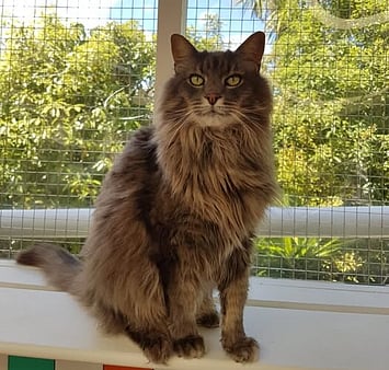 Feline during Keepin Katz visit