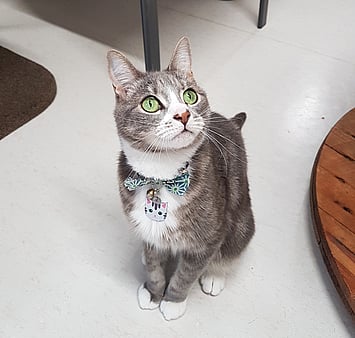 Feline guest memorial