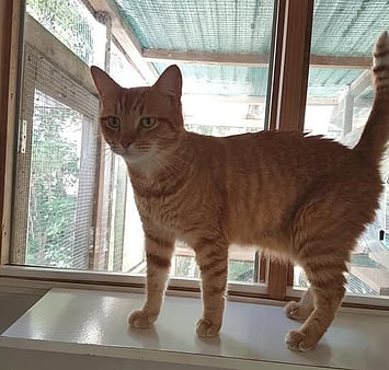 Memorial feline from cattery