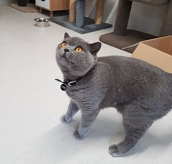 Cat remembered at Keepin Katz