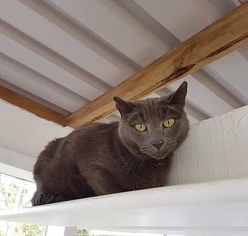 Cat who knew Keepin Katz