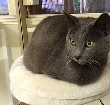 Memorial visitor to cattery