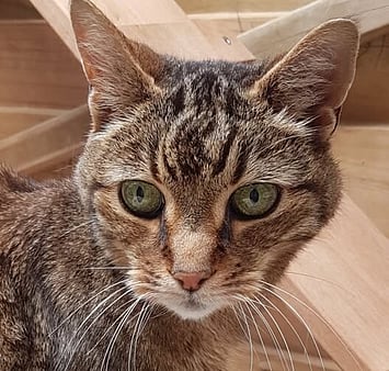 Cat from Keepin Katz history