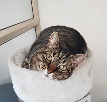 Remembered feline visitor