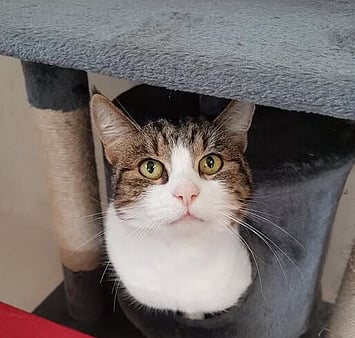 Keepin Katz memorial cat