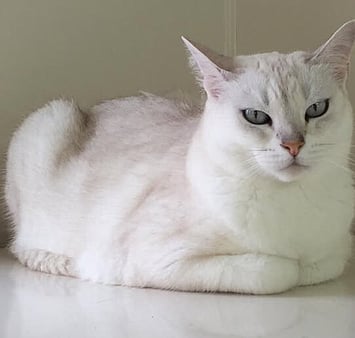 White cat with pink nose resting peacefully