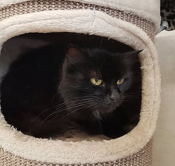 Black cat with striking yellow eyes