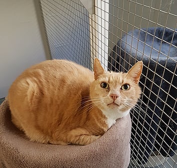 Beloved orange tabby cat with bright green eyes