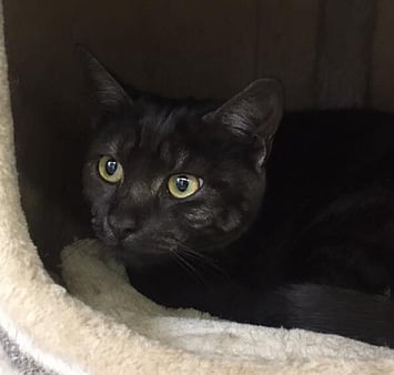 Cat receiving care at Keepin Katz