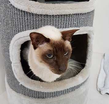 Cat memorial from Keepin Katz