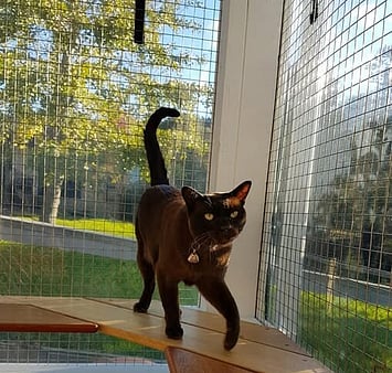 Feline who stayed at cattery