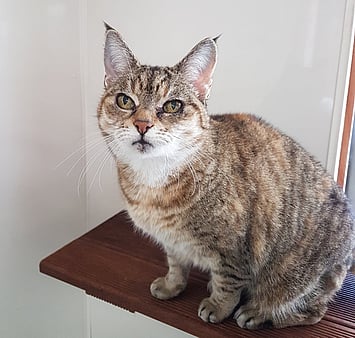 Memorial cat from facility