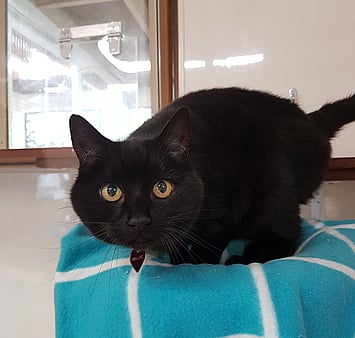 Cat remembered from visit