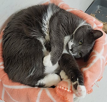 Keepin Katz feline memorial