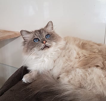 Cattery cat memorial photo