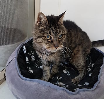 Cat from Keepin Katz care