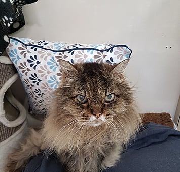 Remembered cattery feline