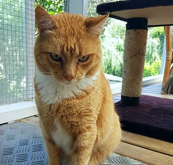 Cattery memorial feline