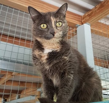 Keepin Katz memorial cat photo