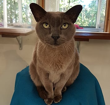 Keepin Katz visitor memorial