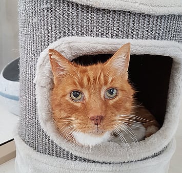 Keepin Katz cattery memorial