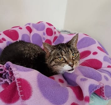 Keepin Katz cat memory