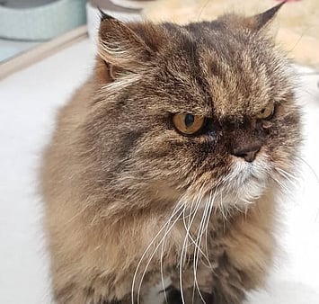 Keepin Katz memorial feline