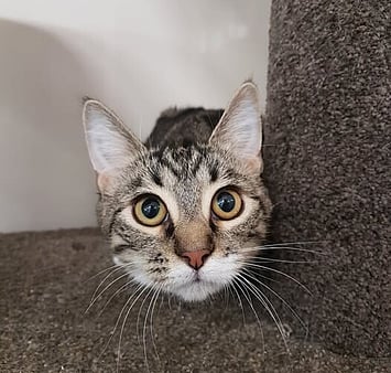 Keepin Katz cat tribute