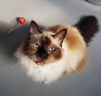 Memorial cat at Keepin Katz