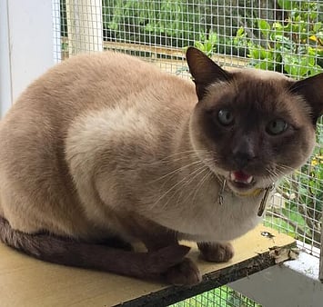 Feline memorial - Keepin Katz