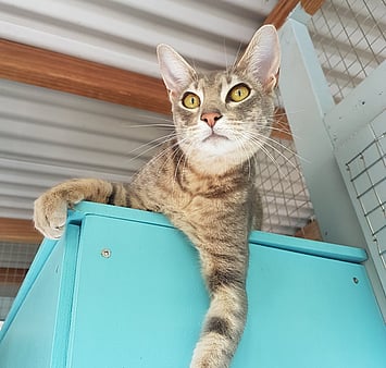 Cat from Keepin Katz facility