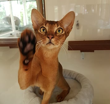 Keepin Katz cat photo memorial