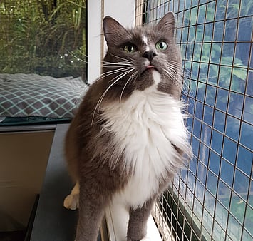 Memorial of grey and white feline from cattery