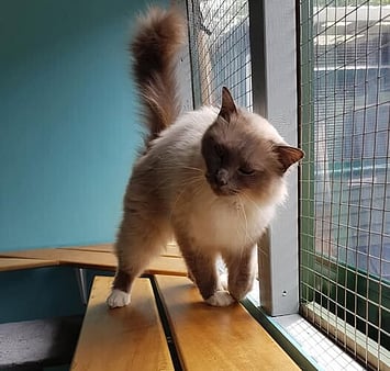 Keepin Katz cattery - Panda memorial