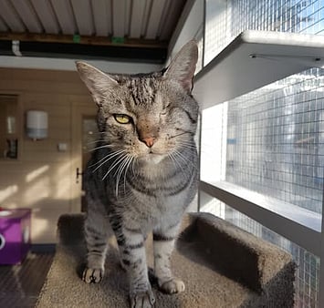 Memorial of Pastis tabby from cattery