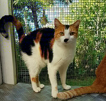 Patch memorial from Keepin Katz