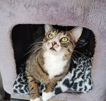 Memorial photo of tabby cat